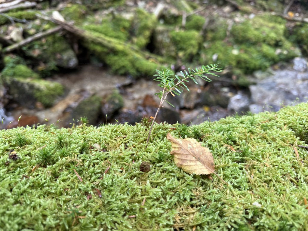 自然がそのまま残る御嶽古道、ぜひ行ってみてください！（水晶峠周辺で撮影）