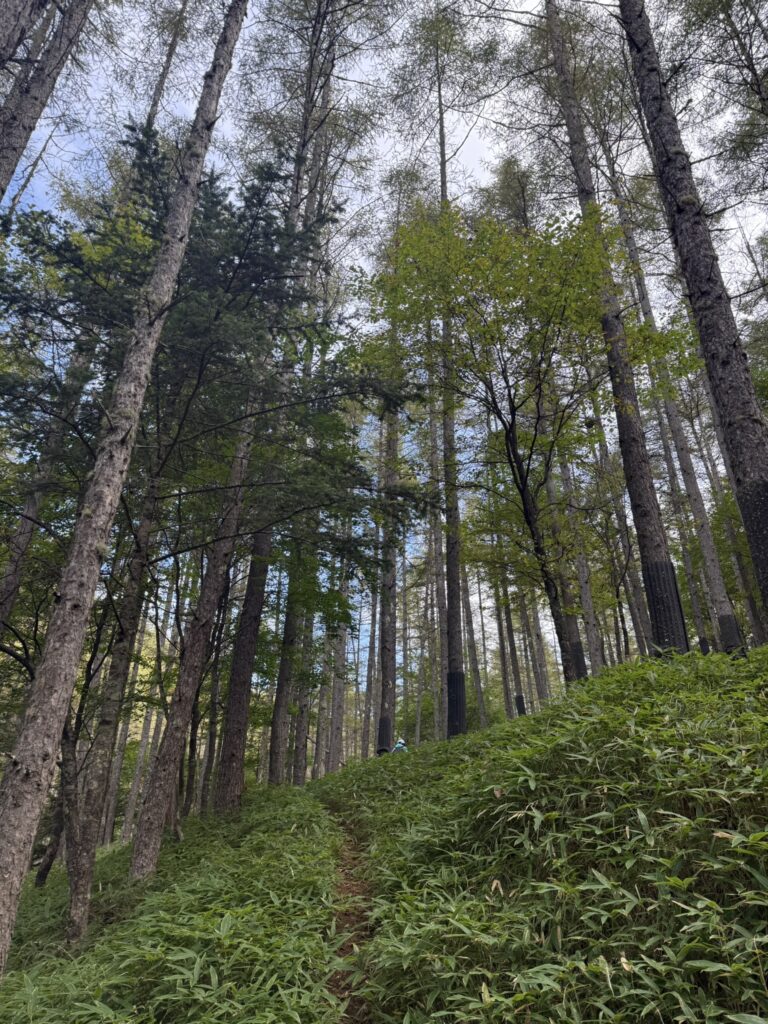 笹原を緩やかに登る（登山口から水晶峠の間で撮影）