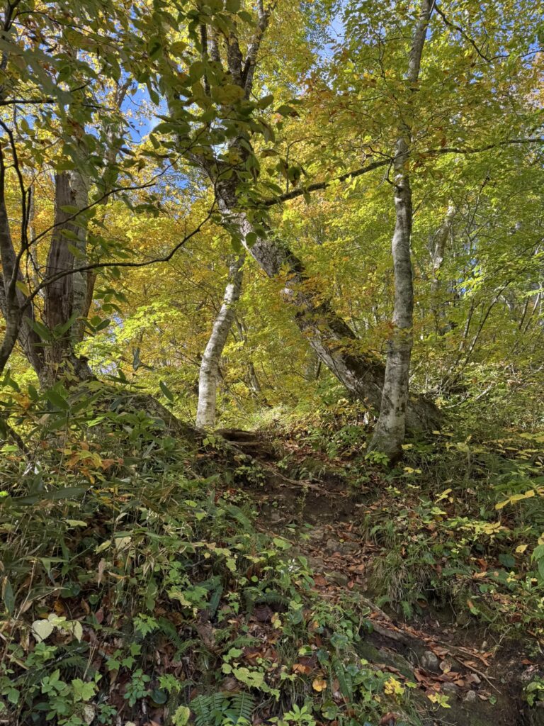 登山口からは、やや急登 紅葉👌(戸隠山登山口付近で撮影)