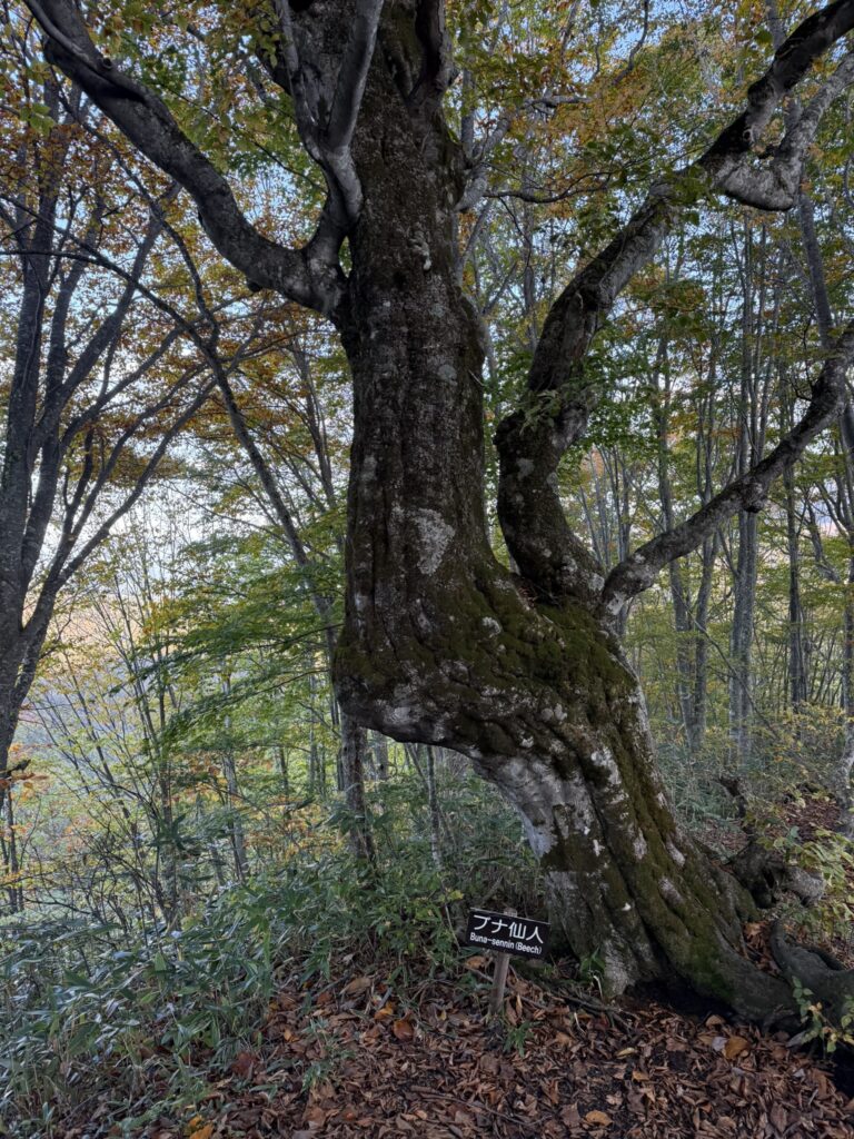 ブナ仙人まで来ると、残り30分ほどで戸隠牧場(弥勒新道で撮影)