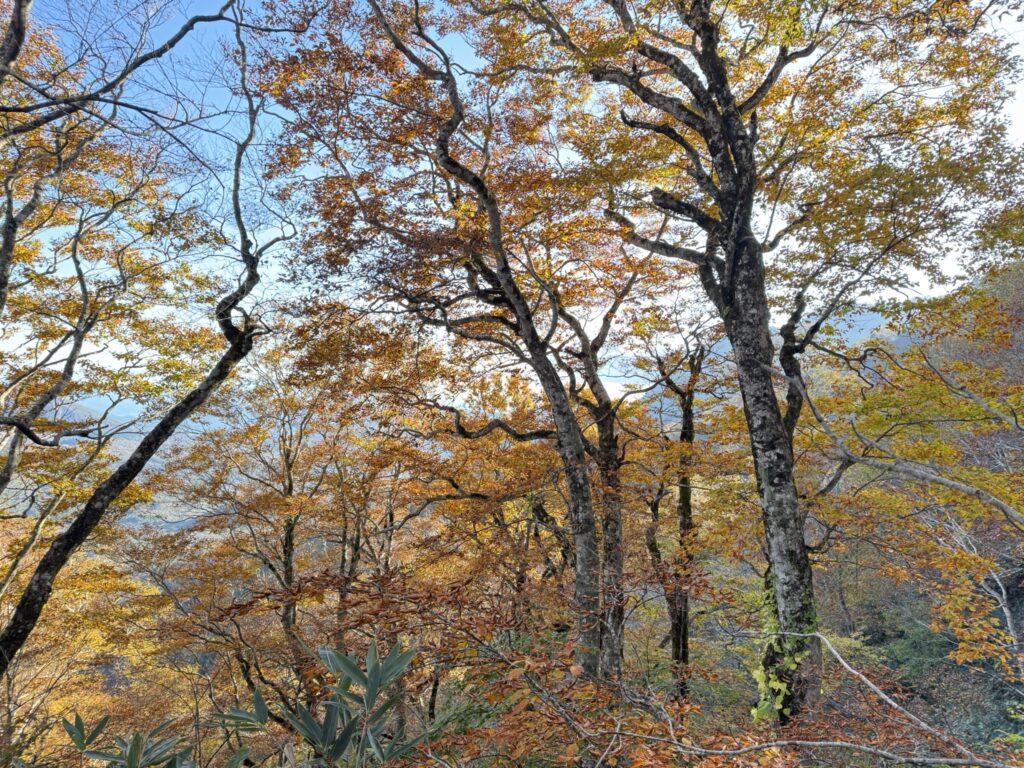 下山の弥勒新道では鮮やかな紅葉を楽しめました🍁(弥勒新道で撮影)