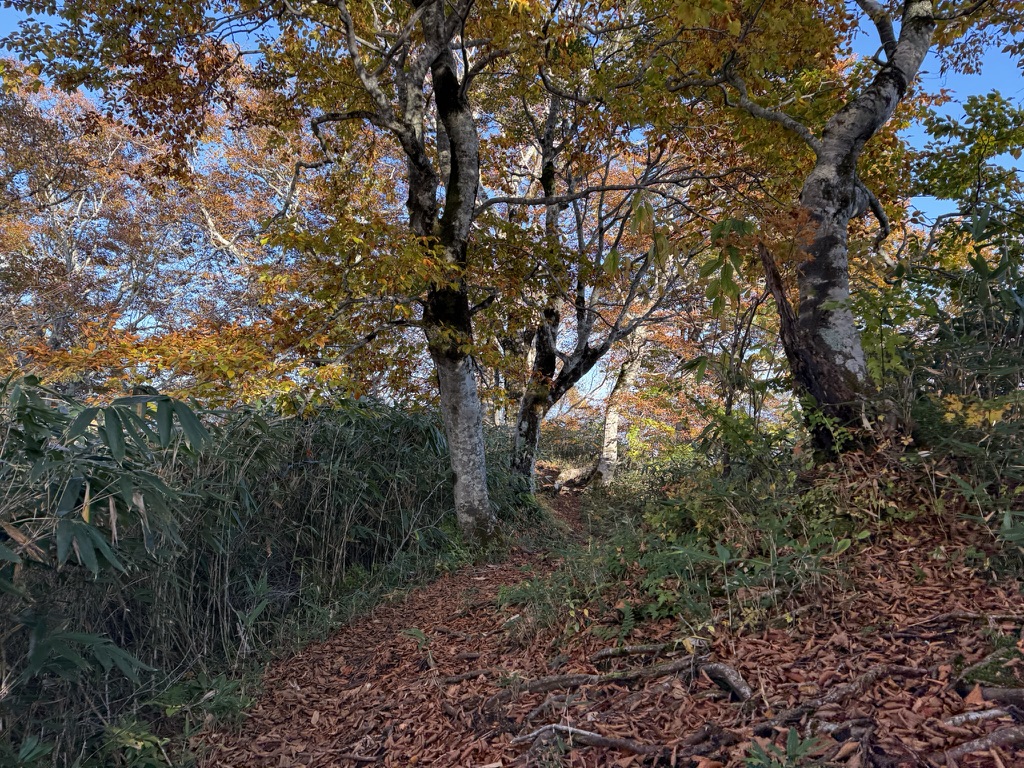 紅葉を見ながら淡々と下山するのがおすすめ(弥勒新道で撮影)
