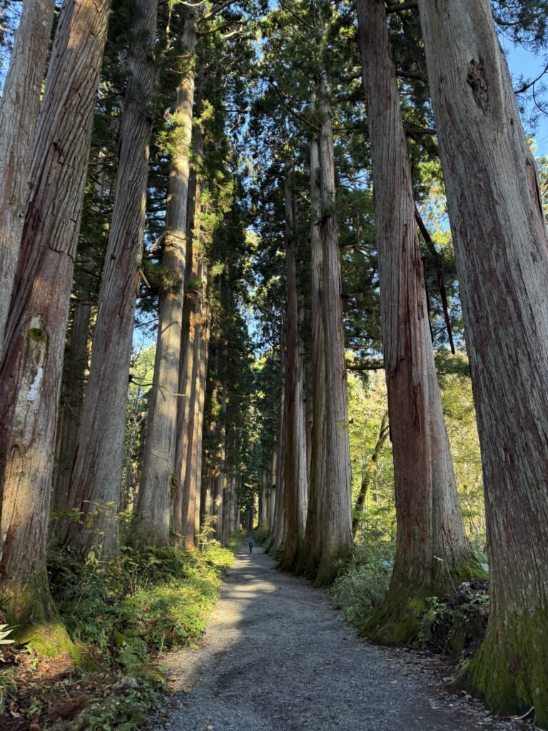杉並木 良い雰囲気☺️(戸隠神社奥社参道で撮影)