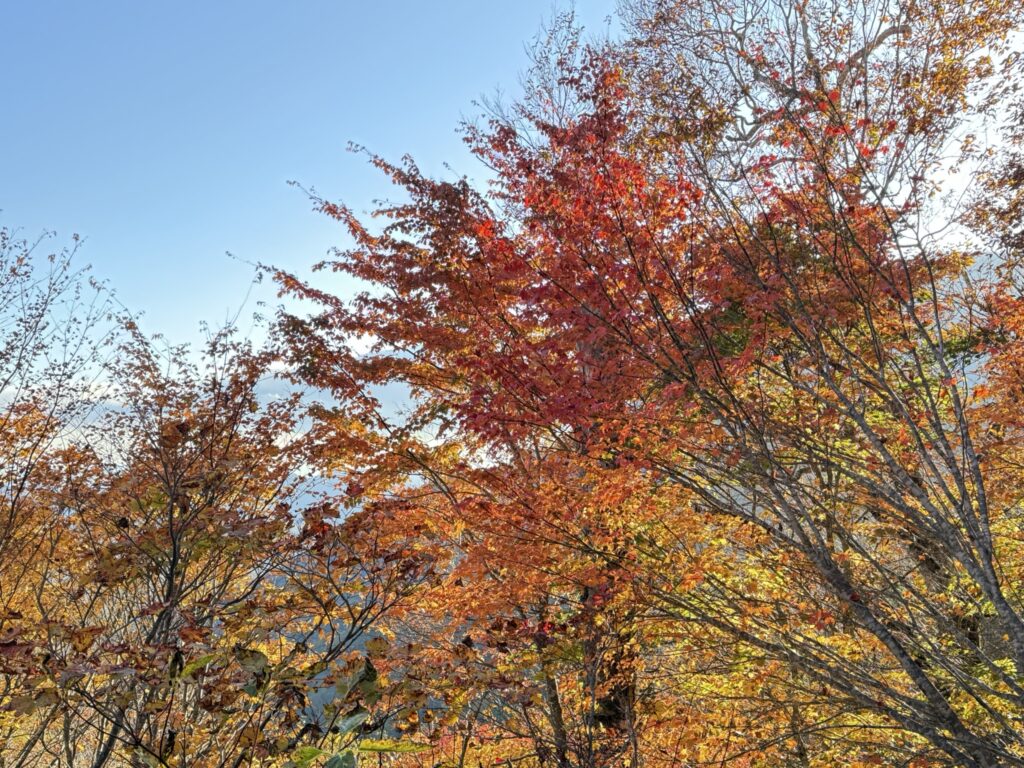 標高1500mあたりになると紅葉が鮮やかに🍁(弥勒新道で撮影)