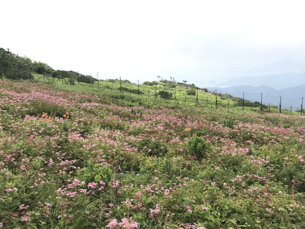 高山植物の宝庫・伊吹山 シモツケソウの群生エリア