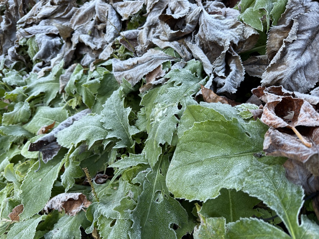 草には霜が降りてます　朝はかなり冷え込んだようで❄️（燕温泉から天狗道の間で撮影）