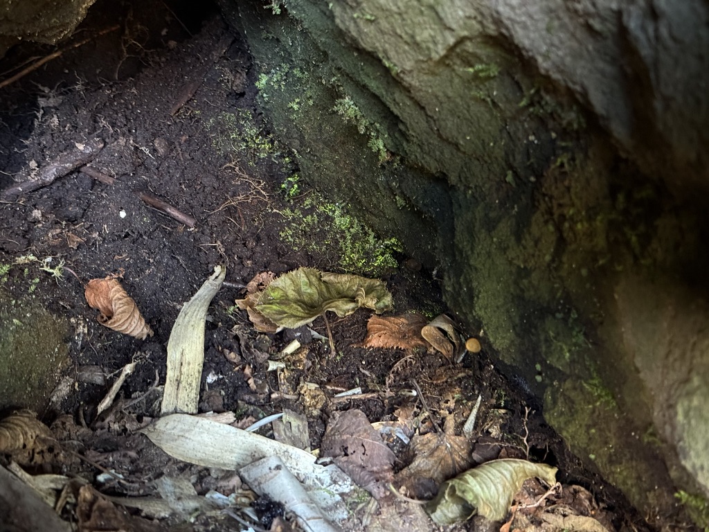 ヒカリゴケ　岩の中で光ってます　写真ではわかりづらいかもしれません😅（妙高山から長助池の間で撮影）