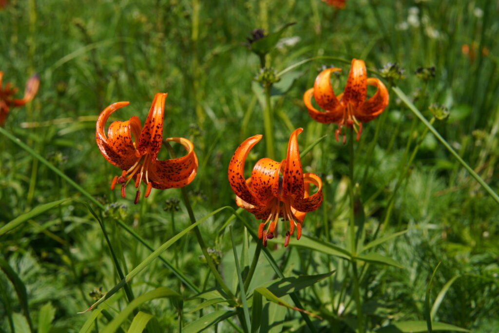 クルマユリ(朝日岳から蓮華温泉の間で撮影)