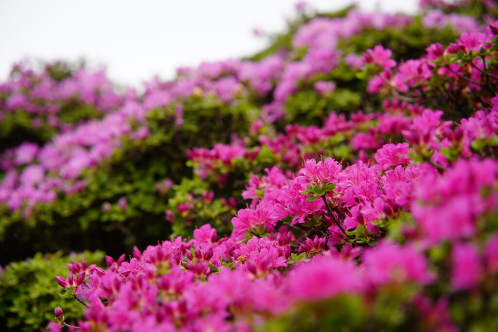 初夏はミヤマキリシマ(鶴見岳山頂で撮影)
