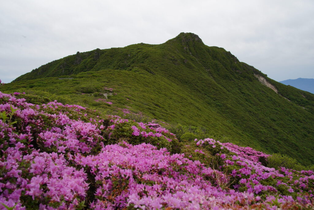 北大船山付近から見上げる大船山 ミヤマキリシマが見事(北大船山から撮影)