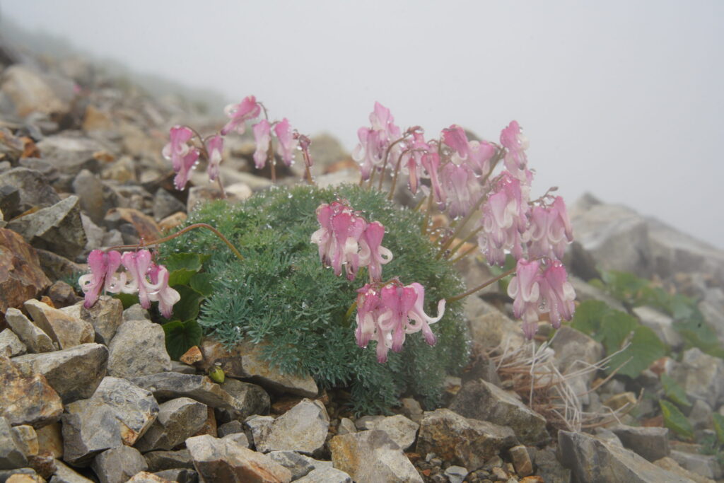 コマクサには雨が滴る(種池山荘から爺ヶ岳の間で撮影)