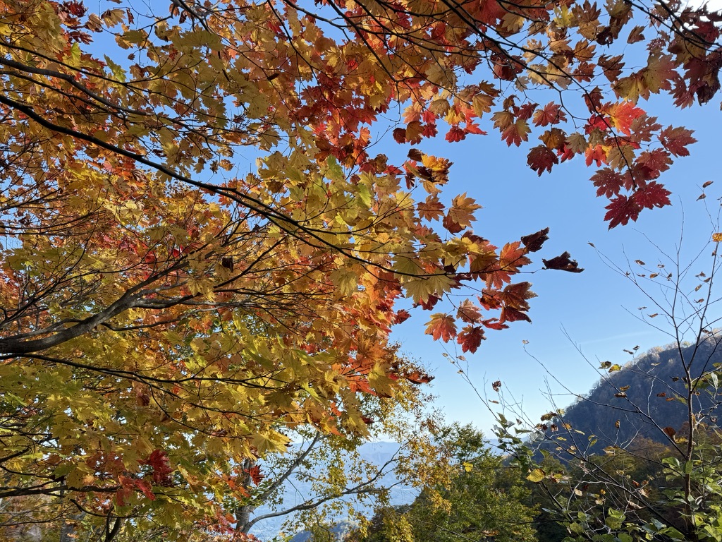 下山で歩いた燕新道の紅葉　まさに見頃でした！（長助池から燕温泉の間で撮影）