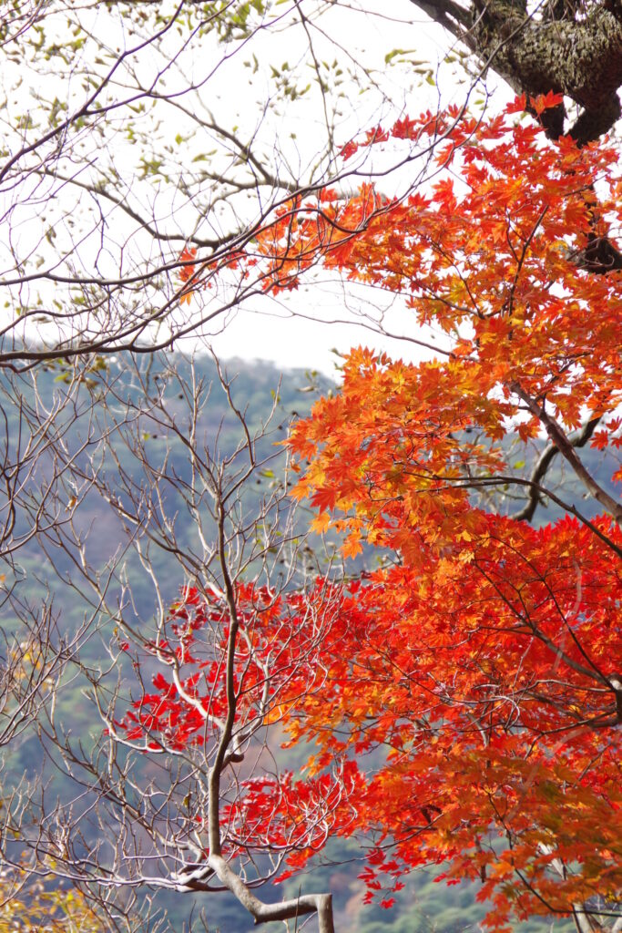秋は紅葉もバッチリ、紅葉の木々(六甲山で撮影)