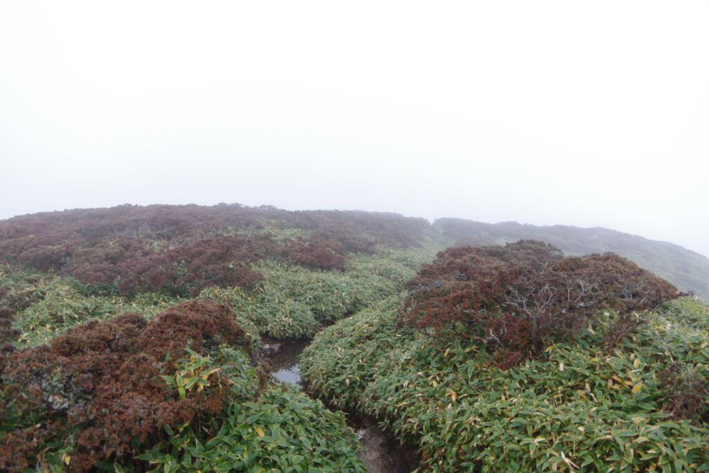 ガスった時のコメツツジ　紅葉シーズンなのに残念ですね（三嶺山頂付近で撮影）