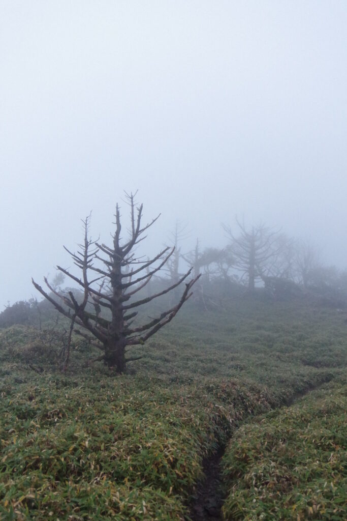 雨の中、おかめ岩避難小屋へ向かう（西熊山付近で撮影）