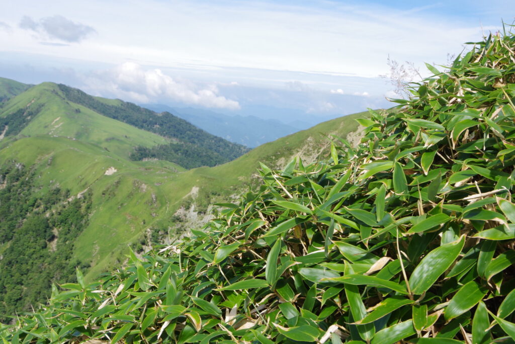 ミヤマクマザサと稜線（三嶺山頂付近で撮影）