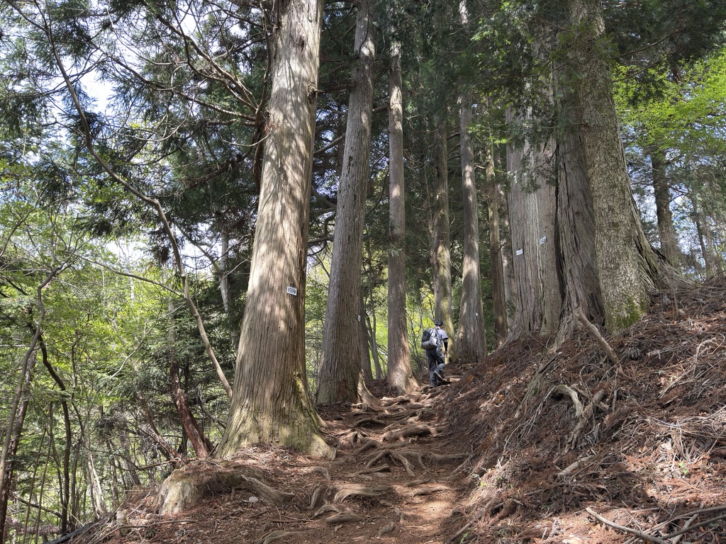 登山道は急登は少ないものの、長い上り坂がじわじわ体力を奪います（御岳山から大岳山の間で撮影）