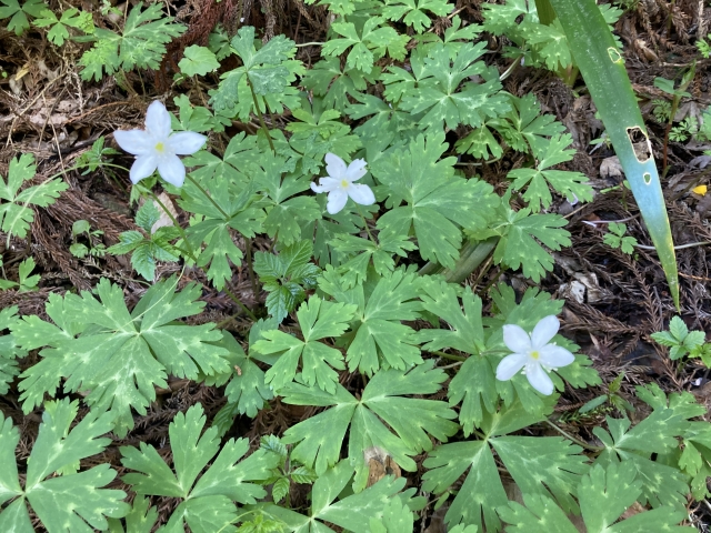 高尾山のニリンソウ