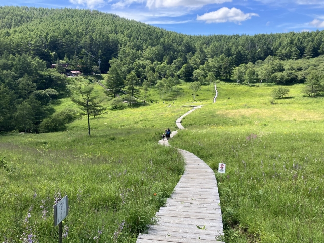 初夏の入笠湿原