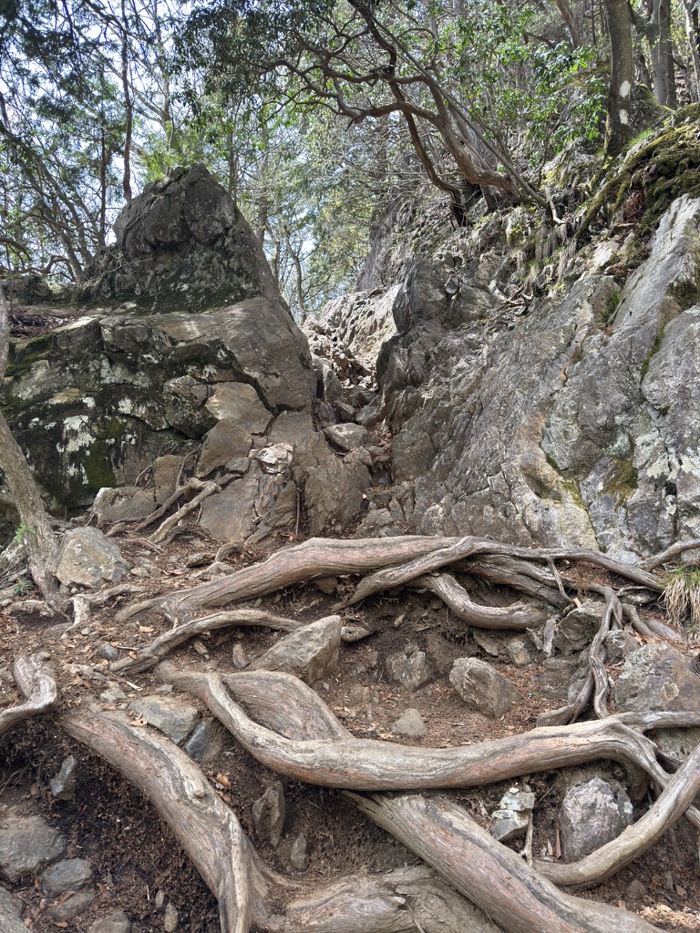 木の根を階段にした急な登りが続きます（大岳山山頂付近で撮影）