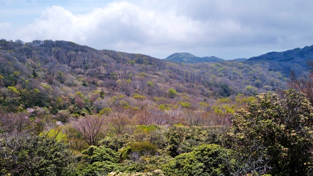 春の天城山