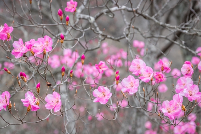 赤城山のアカヤシオ