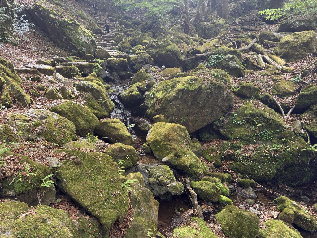 苔むした岩がゴロゴロ　癒される風景です（ロックガーデンで撮影）