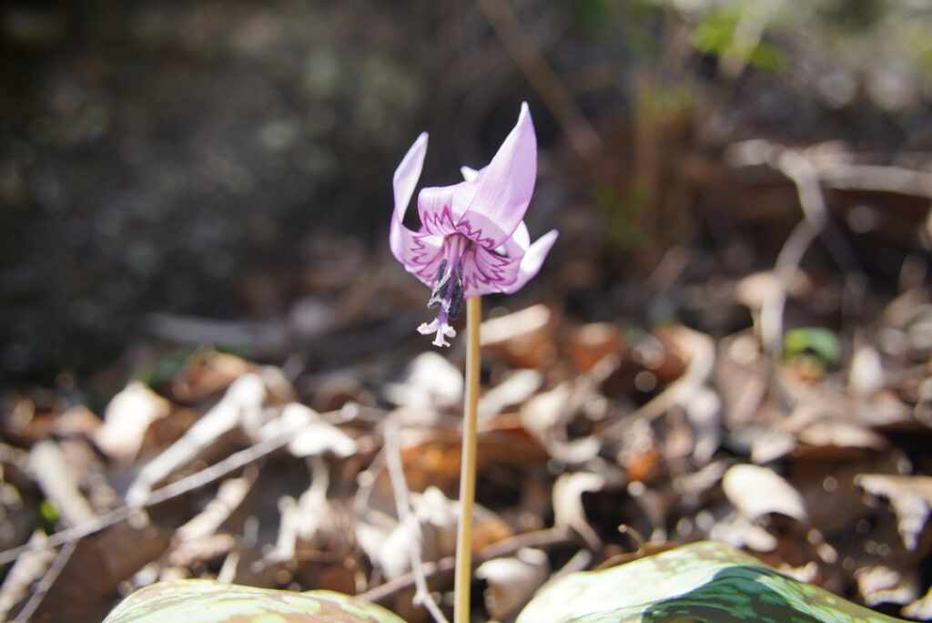 岩殿山 登山道に咲くカタクリ(岩殿山で撮影)
