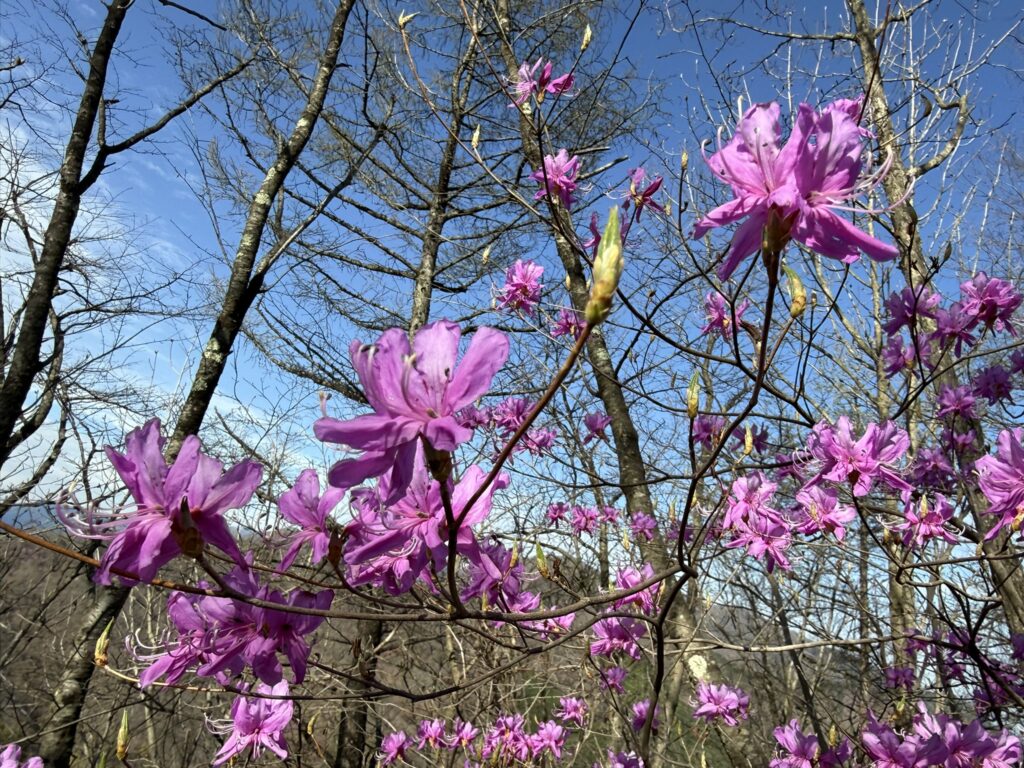 見頃の花に出会えるとガッツポーズです🙌（笹子雁ヶ腹摺山で撮影）