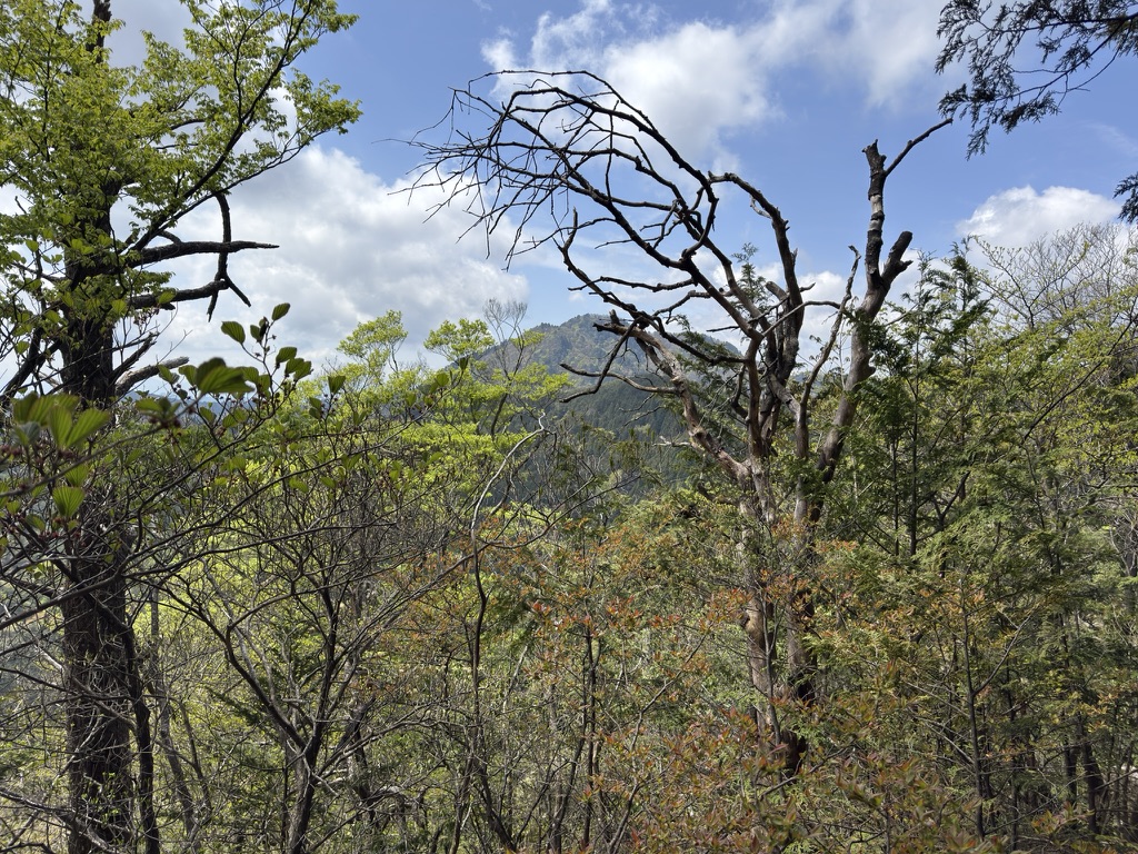 木々の間から大岳山（鍋割山から大岳山の間で撮影）
