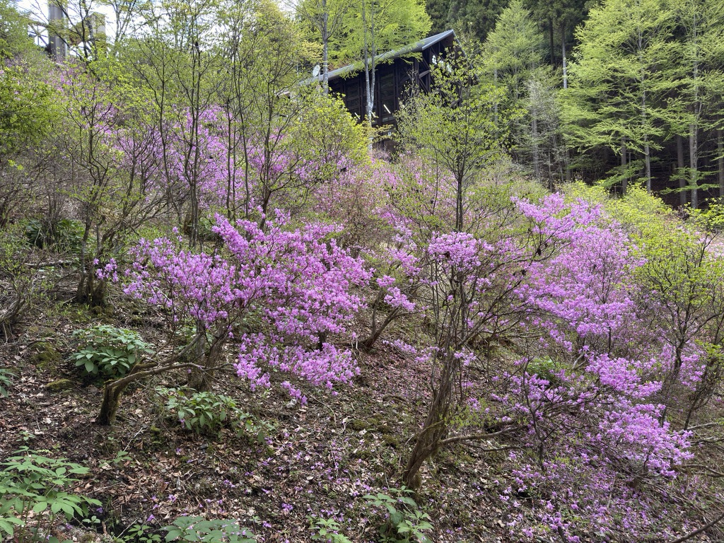 三頭山のミツバツツジ