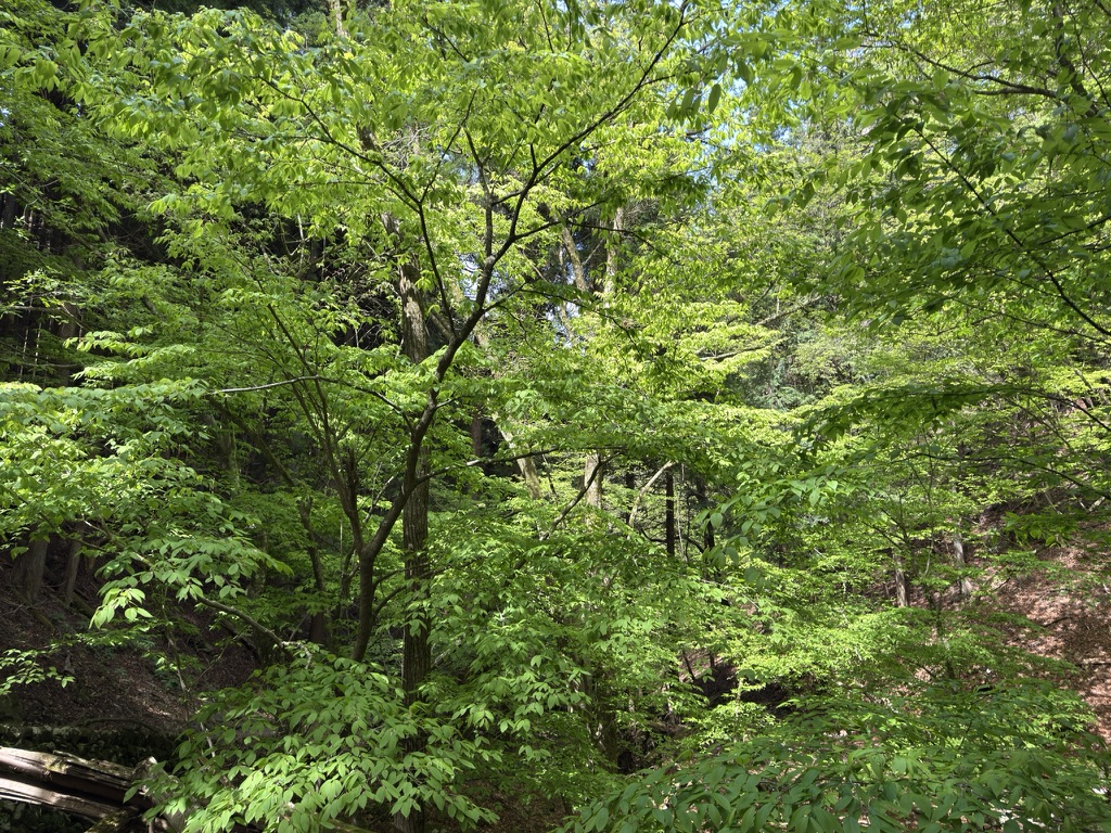 美しい新緑🌿（大岳山からロックガーデンの間で撮影）
