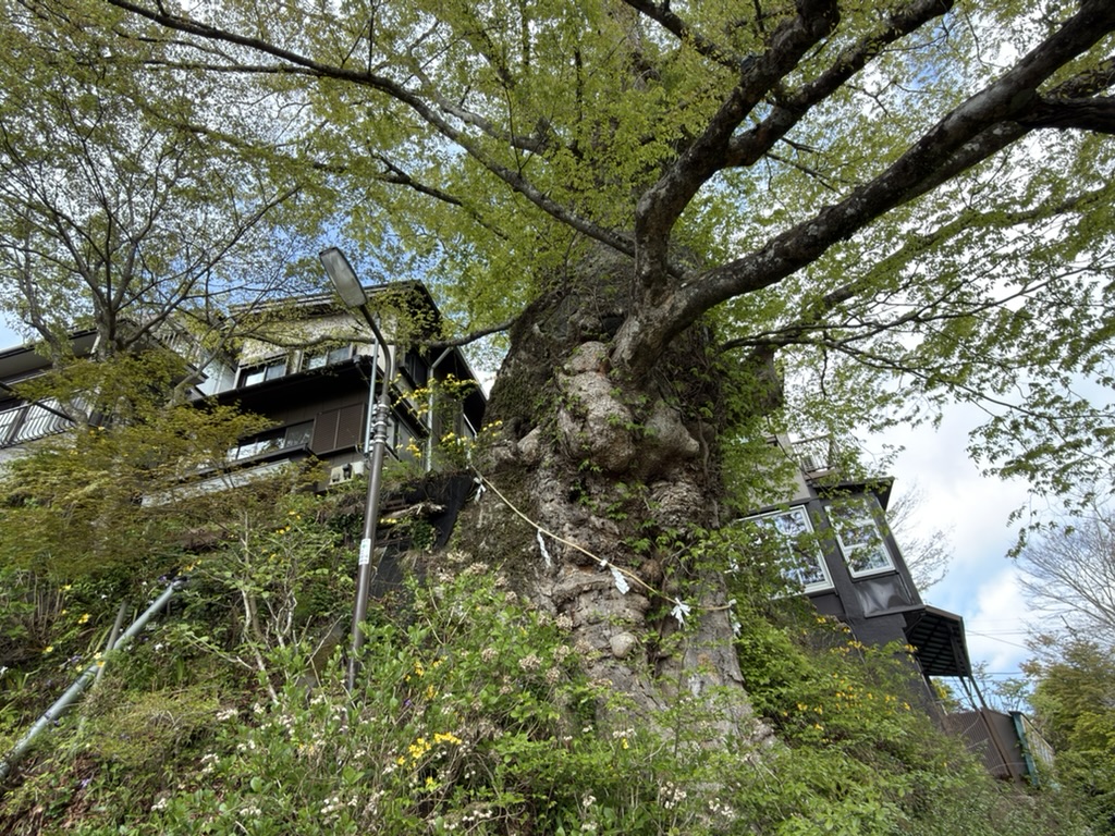 神代ケヤキ　写真に入らないくらいデカいです！（御岳駅から御嶽神社の間で撮影）