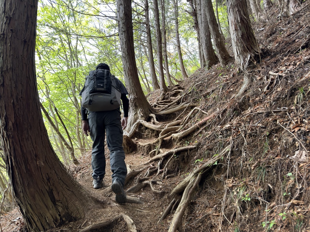 木の根っこの階段を登っていきます（御岳山から大岳山の間で撮影）