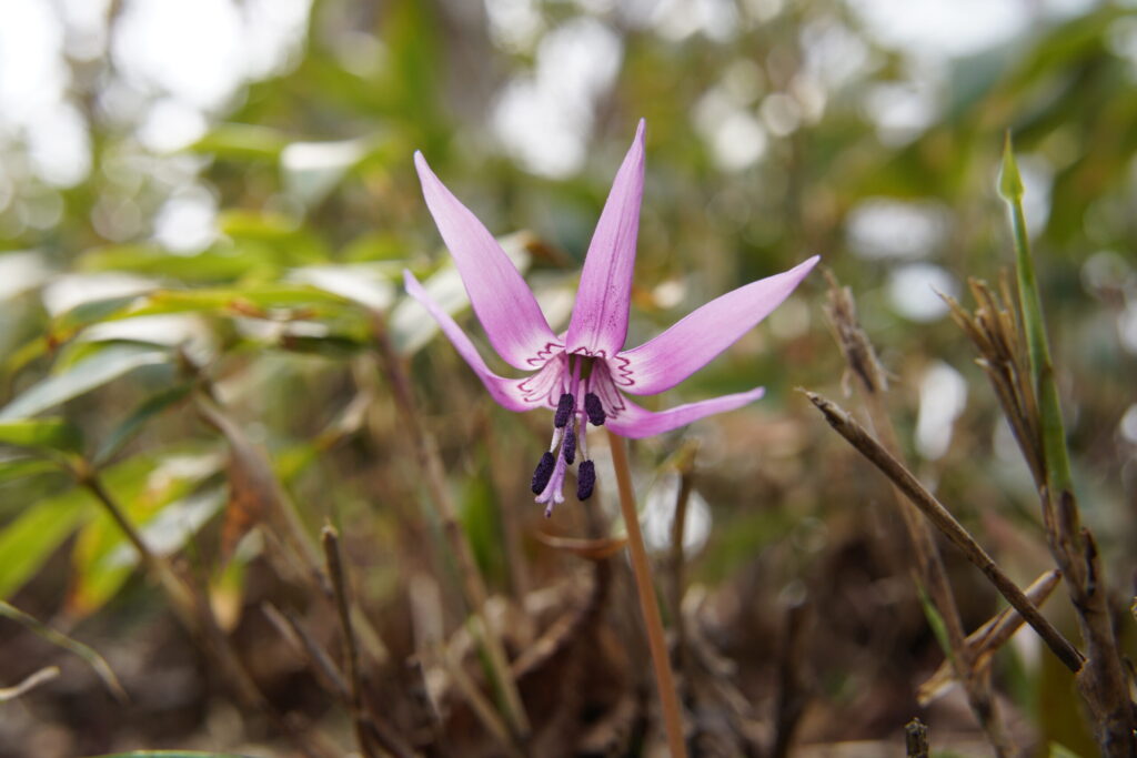 晴れの日で、旬を逃さないように!(2021年島根県・毛無山で撮影)