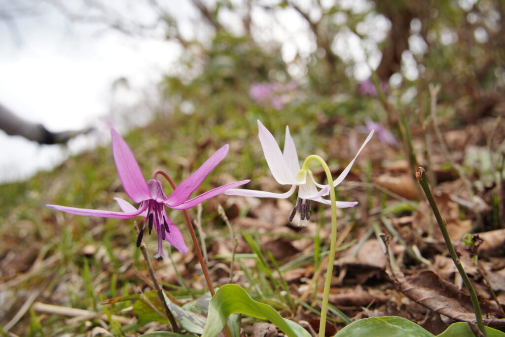 ピンクと白カタクリのコラボ(2021年島根県毛無山で撮影)