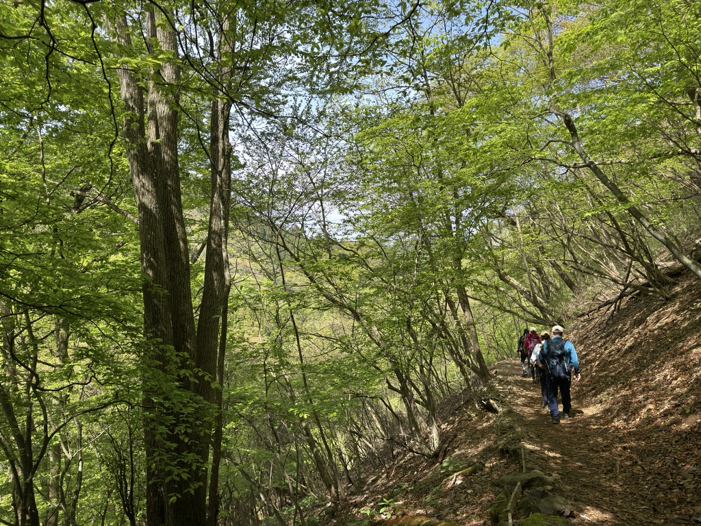 新緑が美しい登山道です🌿（御岳山から大岳山の間で撮影）