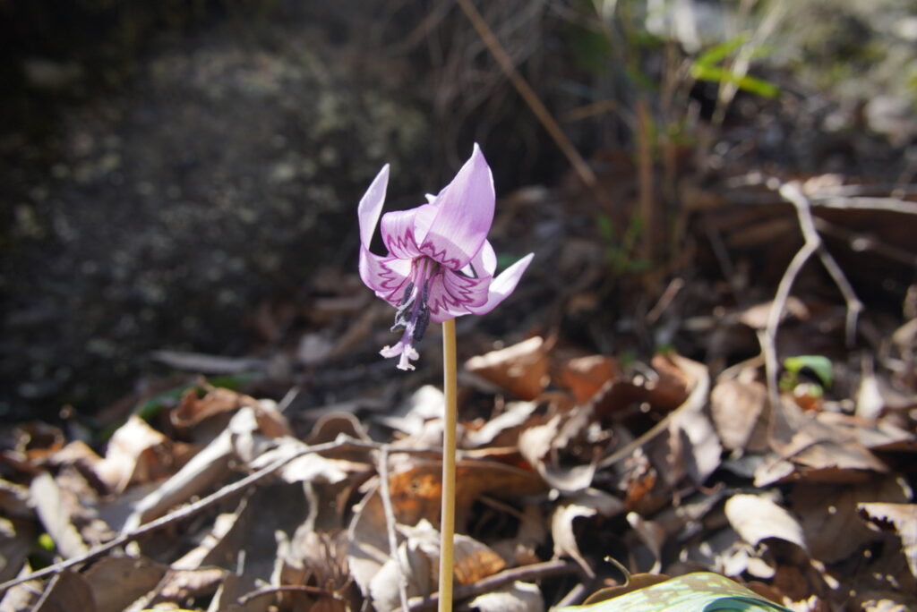 株数は少ないですが出会えました(2023年岩殿山で撮影)