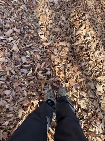 靴が埋まるくらいの落ち葉!(釈迦ヶ岳から登山口の間で撮影)