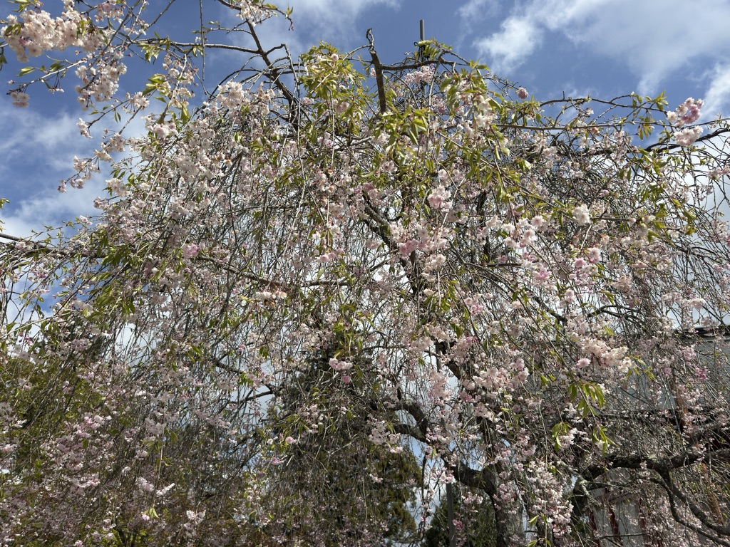 枝垂れ桜　終わりかけですが花はまだついてます🌸（武蔵御嶽神社で撮影）