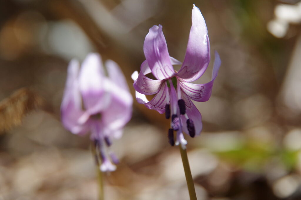咲く時期が短いのがカタクリです(2019年 寂地山で撮影)