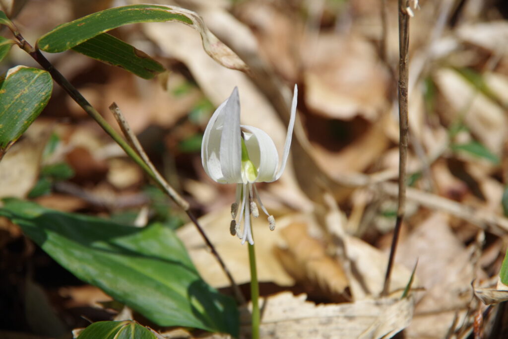 稀にみられる白いカタクリ(2019年 寂地山で撮影)