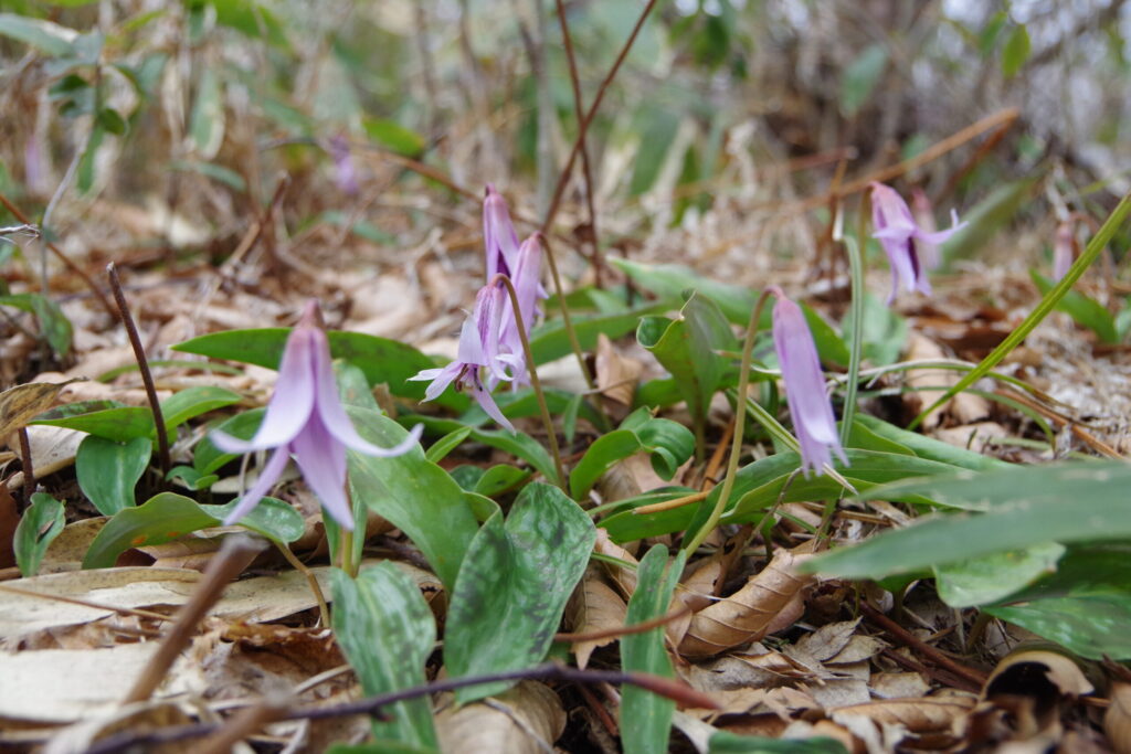 曇りだと花を開きません(2020年 寂地山で撮影)
