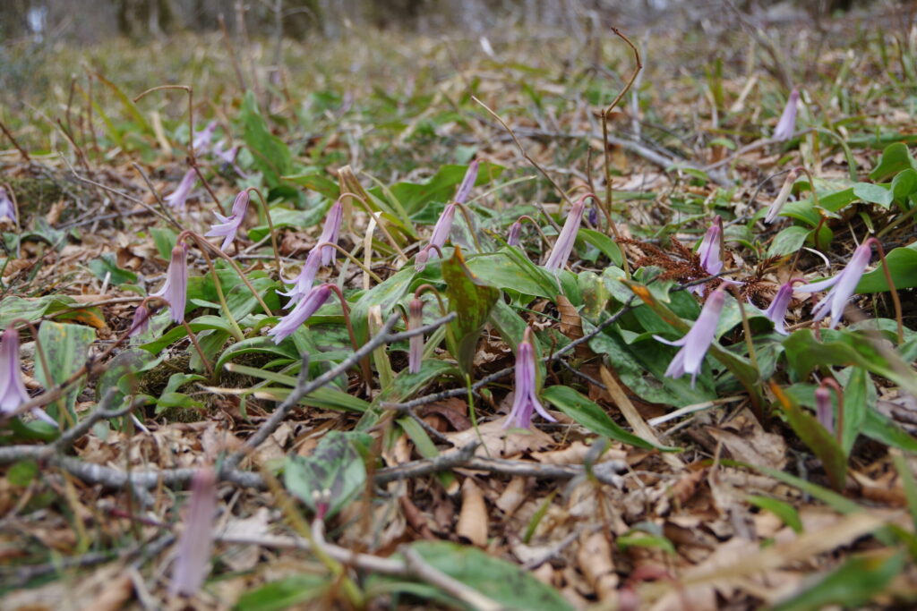 開花前のカタクリたち 場所によって開花状況はまちまち(2020年 寂地山で撮影)