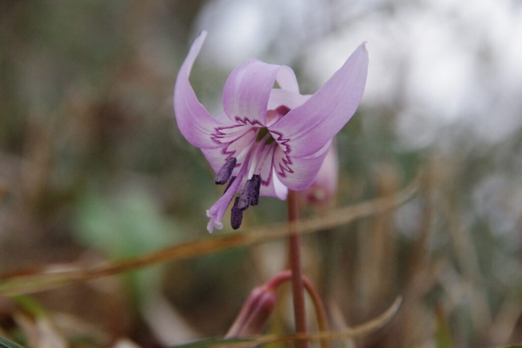 カタクリは「スプリングエフェメラル」の代表格(2019年 寂地山で撮影)