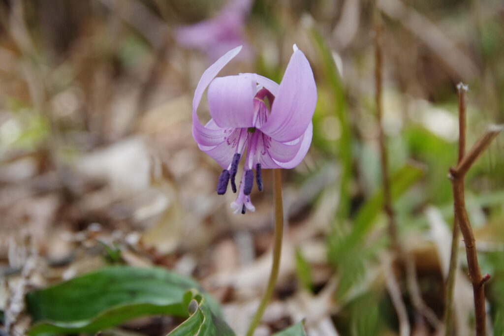 地元の人に聞くのが一番かも(2020年 寂地山で撮影)