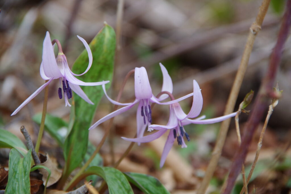 株が残らないことも多いのがカタクリ 登山道を外れないのが重要です