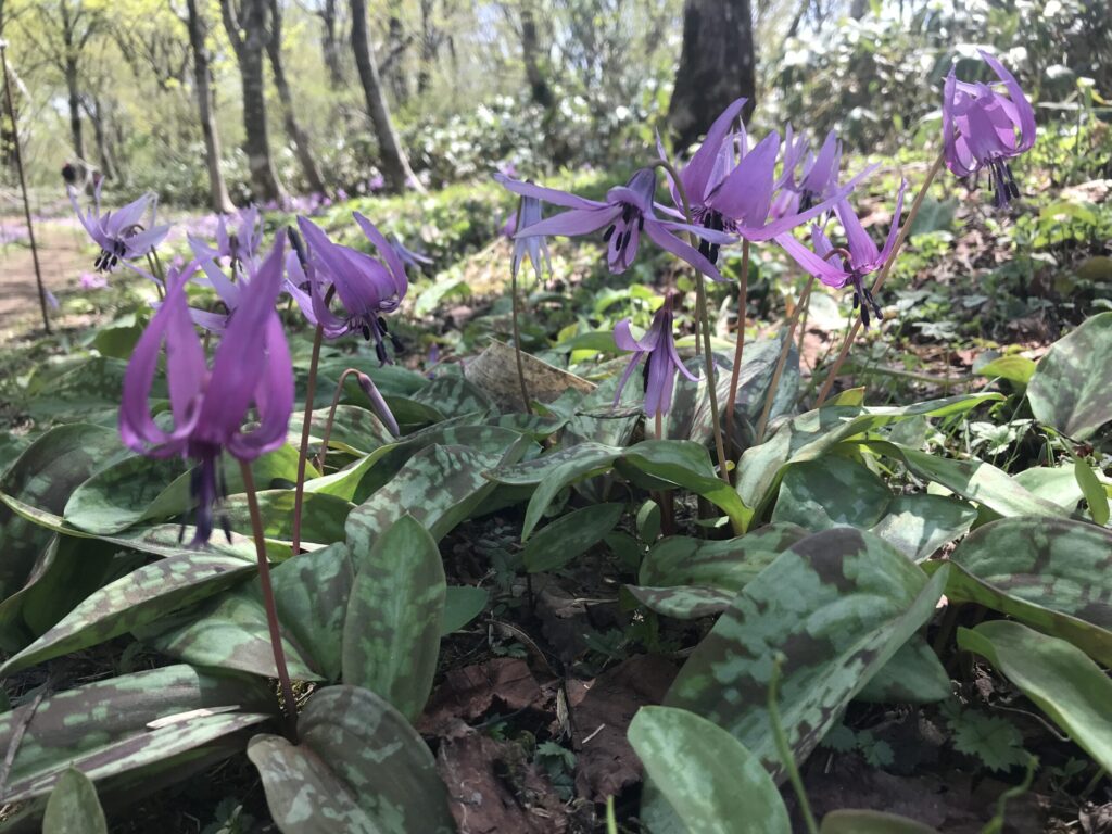 至る所にカタクリの群生地があります(2018年船通山で撮影)