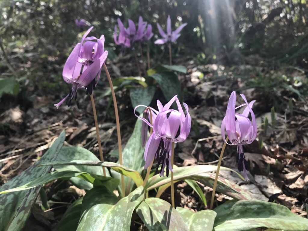 光射す カタクリの群れ(2018年 船通山で撮影)