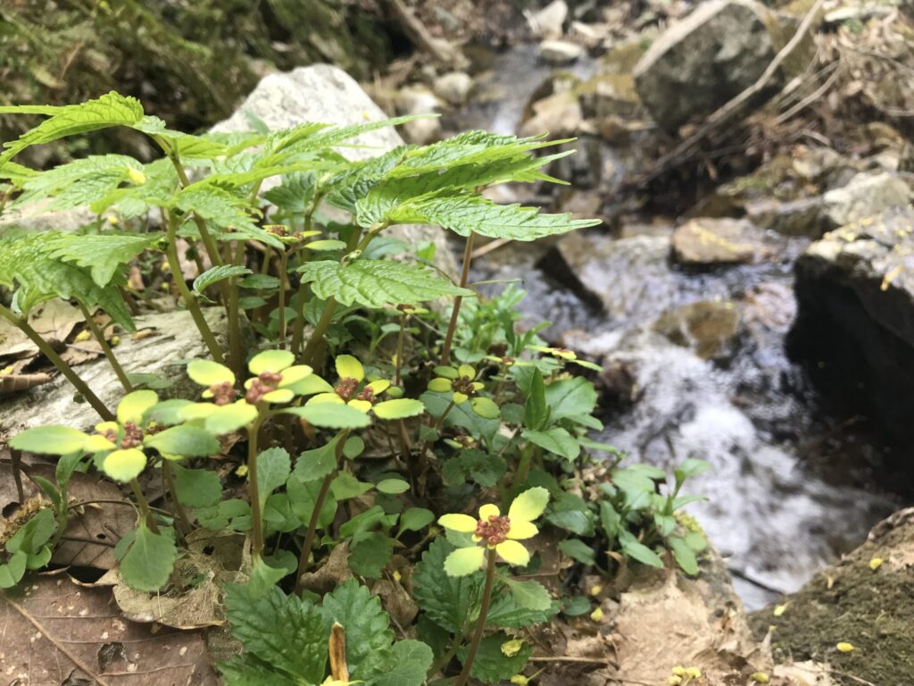 登山道脇を流れる川とネコノメソウ